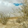 Tumbleweed Underworld: Morphine and Mayhem in the Arizona Territory. – Eduardo Pagan, 2 Fridays at 9:00 a.m. beginning Oct 30 in Hopi.